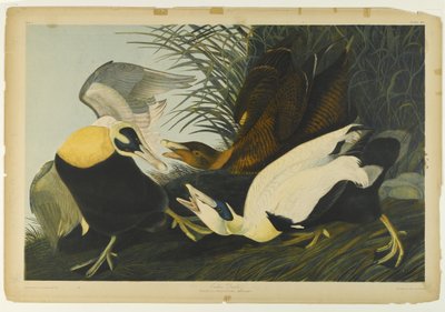 Pato eider, impreso por Julien Bien y publicado por Roe Lockwood & Son, 1861 de John James Audubon