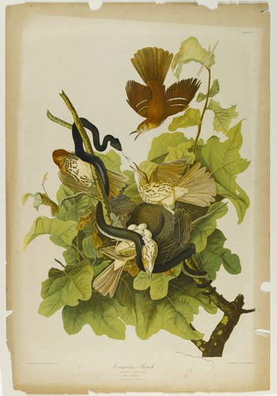 Zorzal ferruginoso de John James Audubon