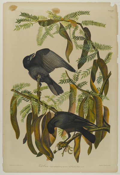Cuervo pescador, impreso por Julien Bien y publicado por Roe Lockwood & Son, 1861 de John James Audubon