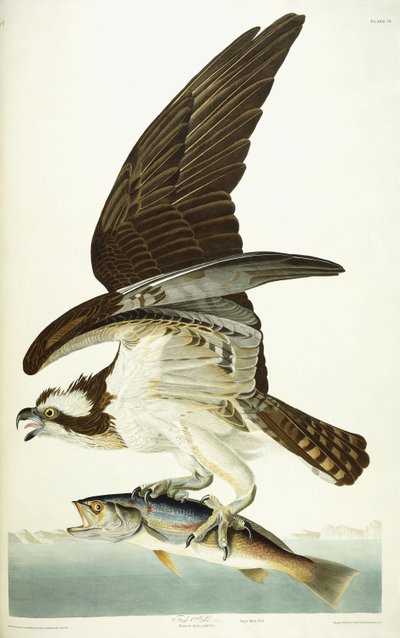 Águila pescadora, 1830 de John James Audubon
