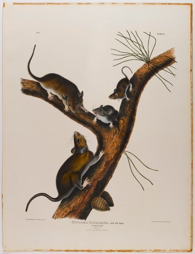 Rata de Florida de John James Audubon