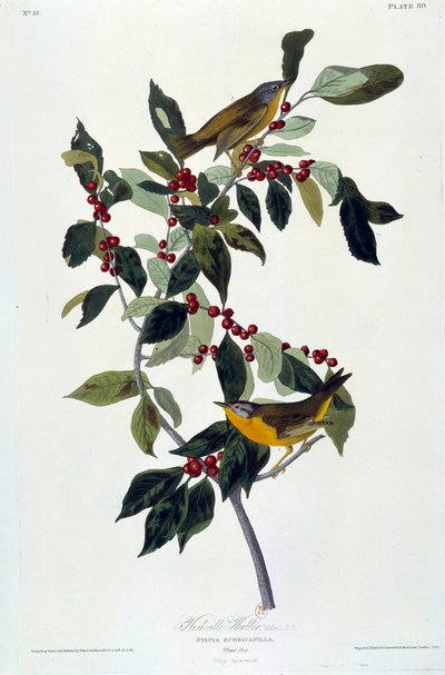 Flores y Pájaros Pintura en seda de John James Audubon (1780-1851) (ec.am.) 1826-1830. París, B.N. de John James Audubon