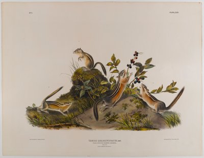 Ardilla terrestre de cuatro rayas de John James Audubon