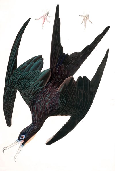 Fragata Pelican, Tachypetes Aquilis, de "Las aves de América" por John J. Audubon, pub. 1827-38 (grabado coloreado a mano) de John James Audubon