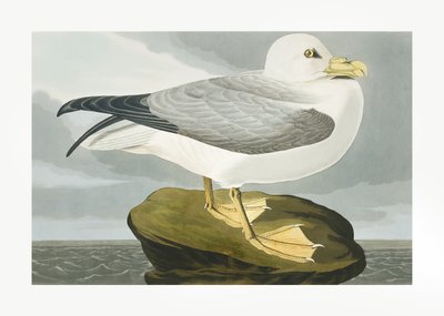  de John James Audubon