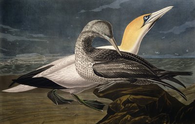 Alcatraces, de 
