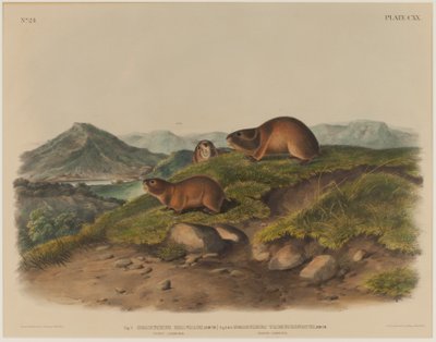 Georychus Helvolus & Georychus Trimucronatus de John James Audubon