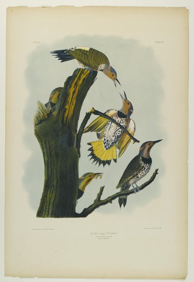 Pájaro carpintero de alas doradas, impreso por Julien Bien y publicado por Roe Lockwood & Son, 1861 de John James Audubon