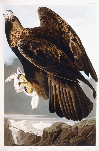 Águila Real, 1833 de John James Audubon