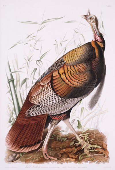 Gran gallo americano, o pavo salvaje de John James Audubon