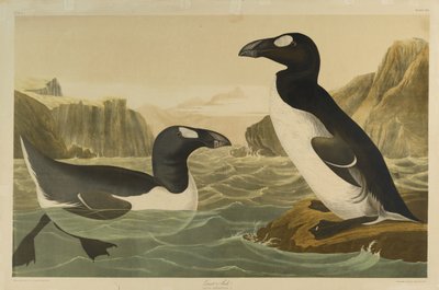Alca gigante, impreso por Julien Bien y publicado por Roe Lockwood & Son, 1861 de John James Audubon
