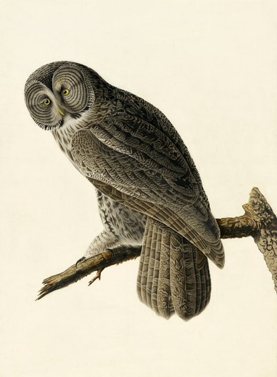 Búho ceniciento grande, Strix Nebulosa, de "Las aves de América" por John J. Audubon, pub. 1827-38 de John James Audubon