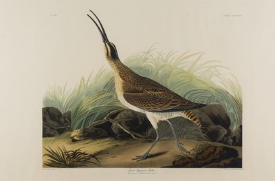 Zarapito esquimal grande de John James Audubon