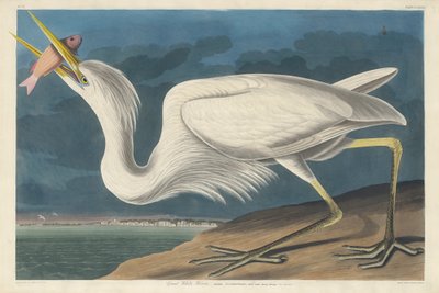 Garza blanca grande, 1835 de John James Audubon