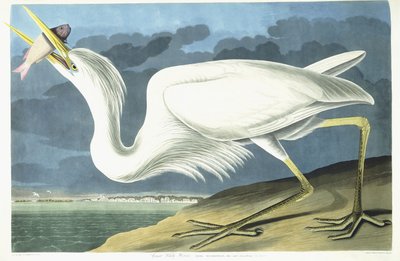 Gran garza blanca, macho adulto, plumaje de primavera, 1835 de John James Audubon