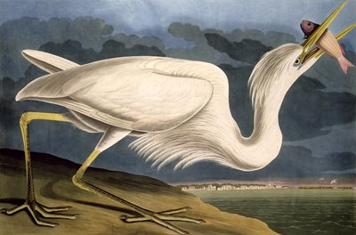 Gran Garza Blanca, de 