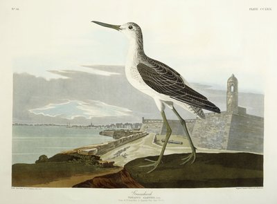 Greenshank, vista del St, 1835 de John James Audubon