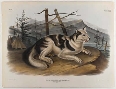 Perro indio liebre de John James Audubon