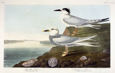 Charrán de Havell y Charrán de Trudeau, 1838 de John James Audubon