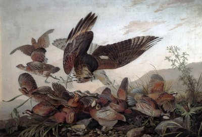 Halcones atacando perdices, 1826 de John James Audubon