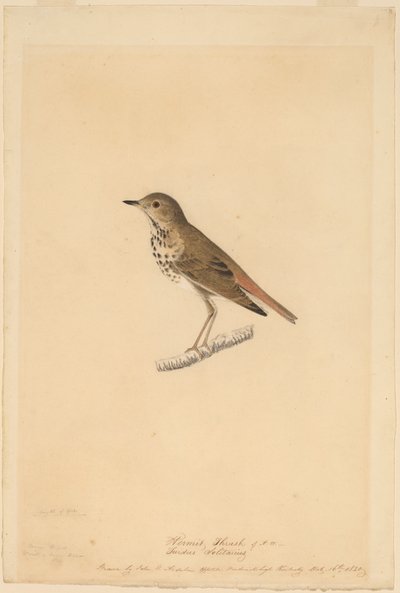 Zorzal Ermitaño de John James Audubon