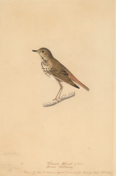 Zorzal Ermitaño, 1820 de John James Audubon