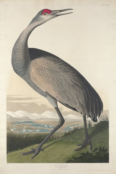 Grulla trompetera, 1835 de John James Audubon