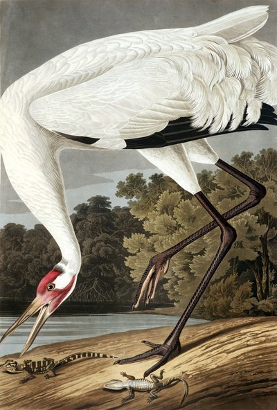 Grulla Trompetera, Grus Americana, de 