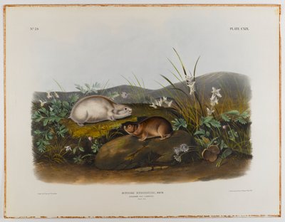 Lemming de la Bahía de Hudson de John James Audubon