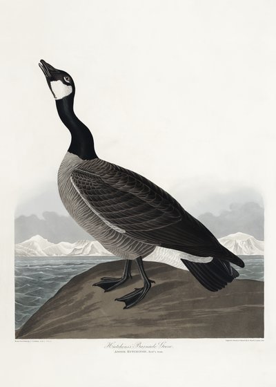  de John James Audubon