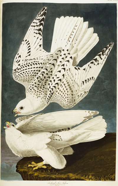 Halcón islandés o gerifalte de John James Audubon