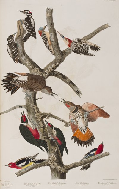 Ilustración de 
