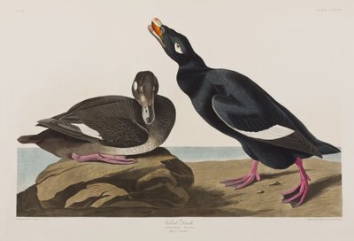 Ilustración de 