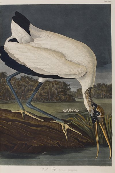 Ilustración de 
