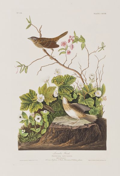 Ilustración de 