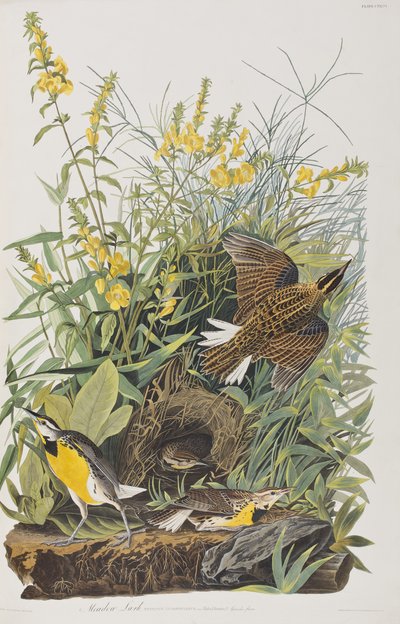 Ilustración de 
