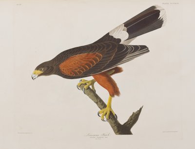Ilustración de 