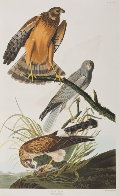 Ilustración de 