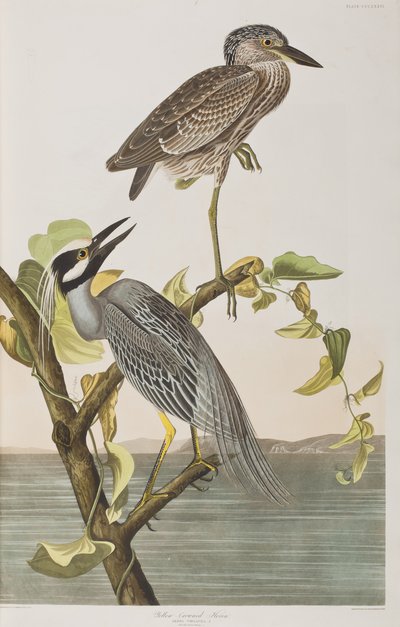Ilustración de 