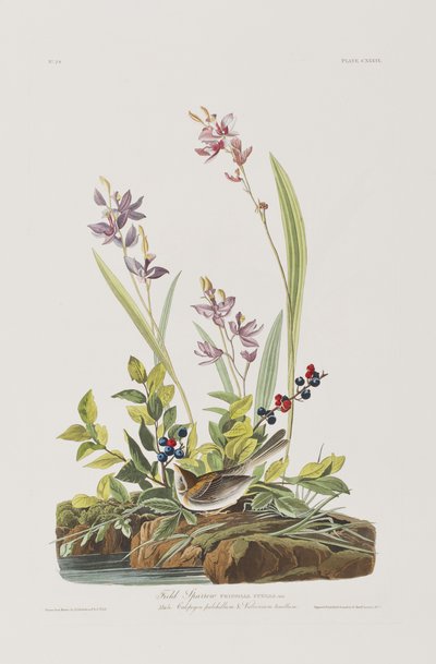 Ilustración de 