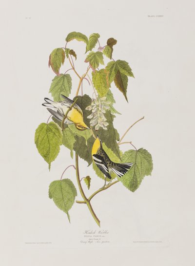 Ilustración de 