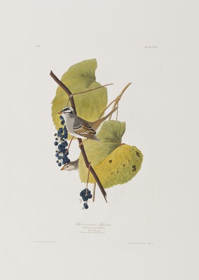 Ilustración de 