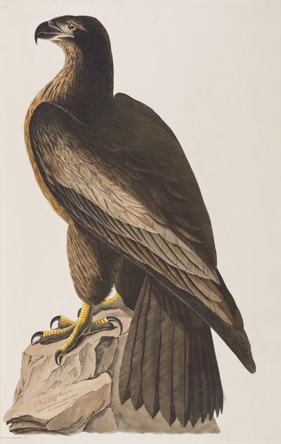 Ilustración de 