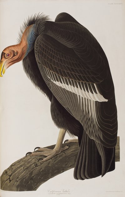 Ilustración de 