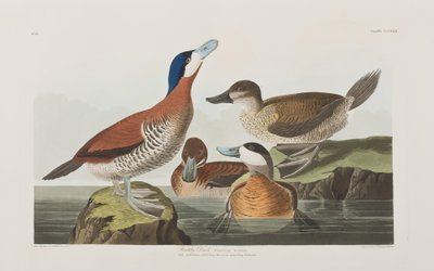 Ilustración de 