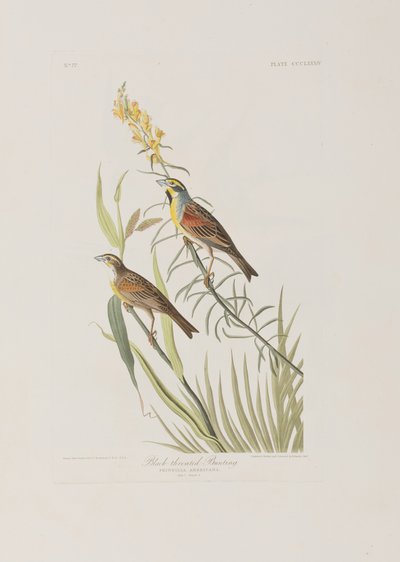 Ilustración de 