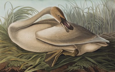 Ilustración de 
