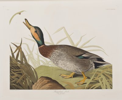 Ilustración de 