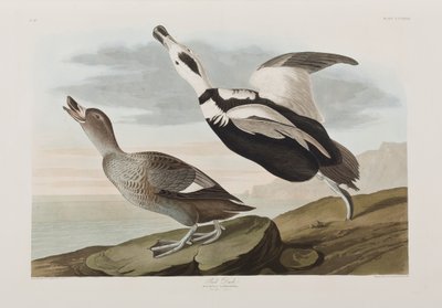 Ilustración de 