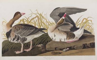 Ilustración de 